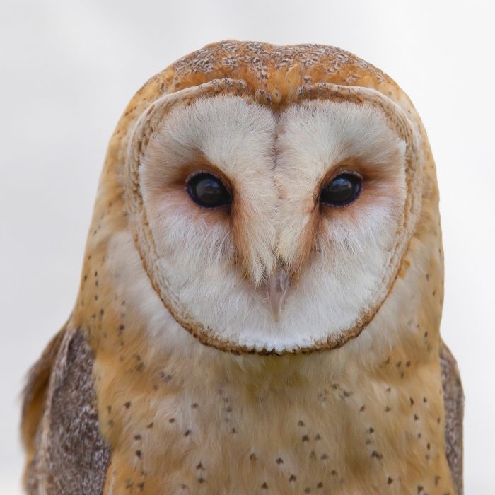 bird-barn-owl-106685