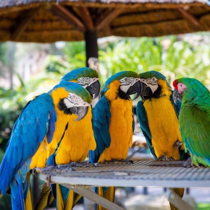 five-parrots-perched-on-brown-wooden-surface-1599452