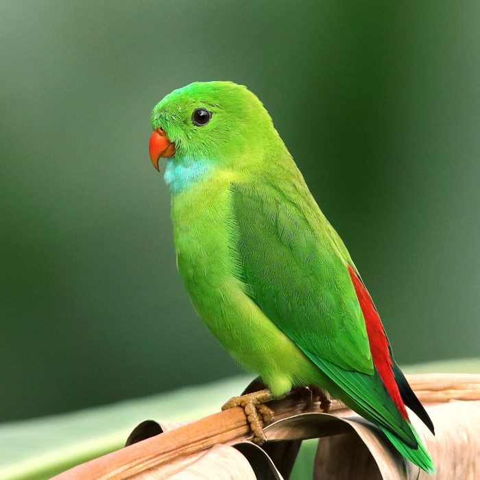 green-bird-1661179