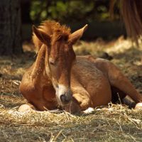 horses-horse-pony-foal-37983