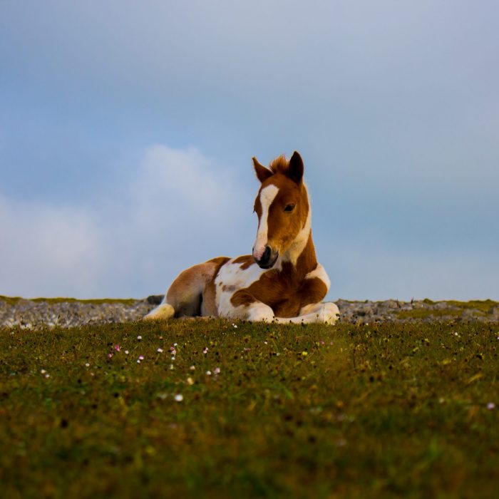 photo-of-white-and-brown-foal-lying-down-on-grass-2867134