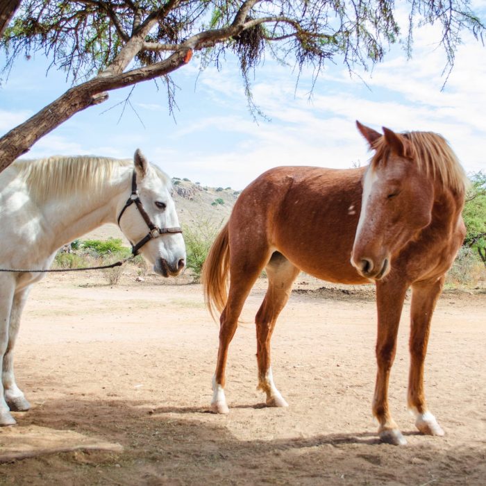 photo-of-white-and-brown-horses-standing-under-tree-2566476