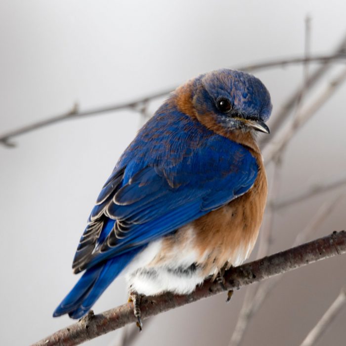 photography-of-small-blue-and-brown-bird-792416