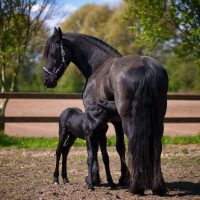 two-black-horse-on-field-634612