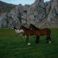 two-brown-horses-and-grey-2458400