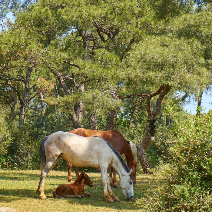 white-and-brown-horses-eating-grass-1493219